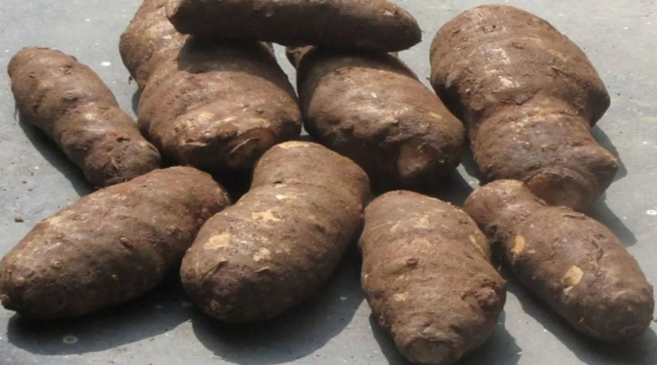 கருணைக்கிழங்கு