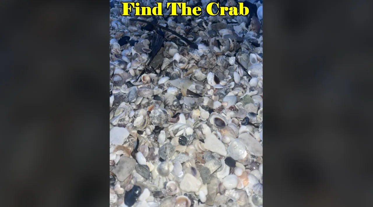 Find The Crab 