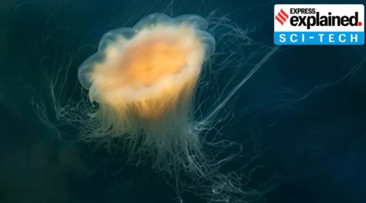 Jellyfish