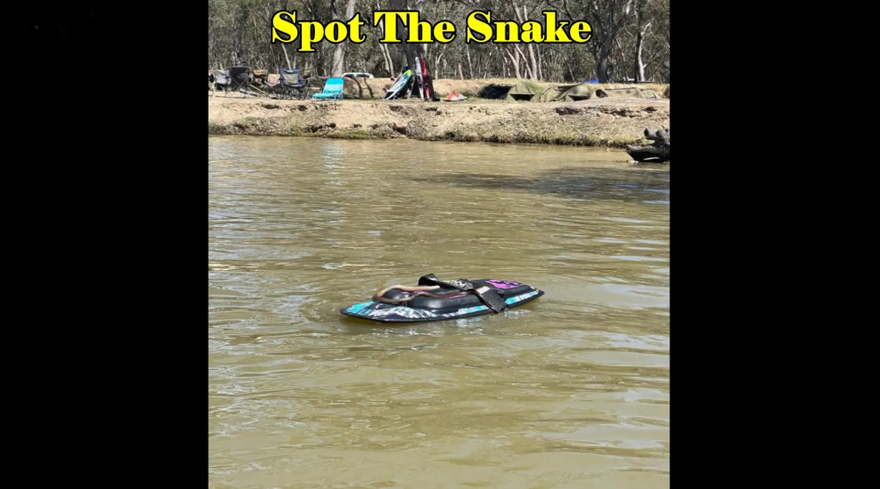 Snake in Lake