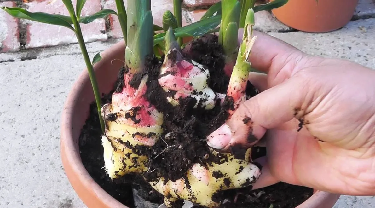 Ginger plant