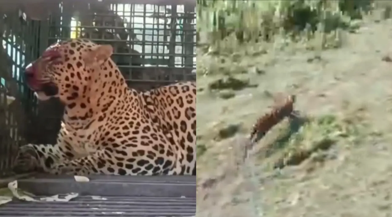released leopard