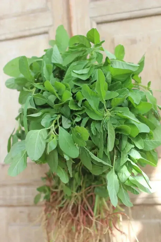 spinach
