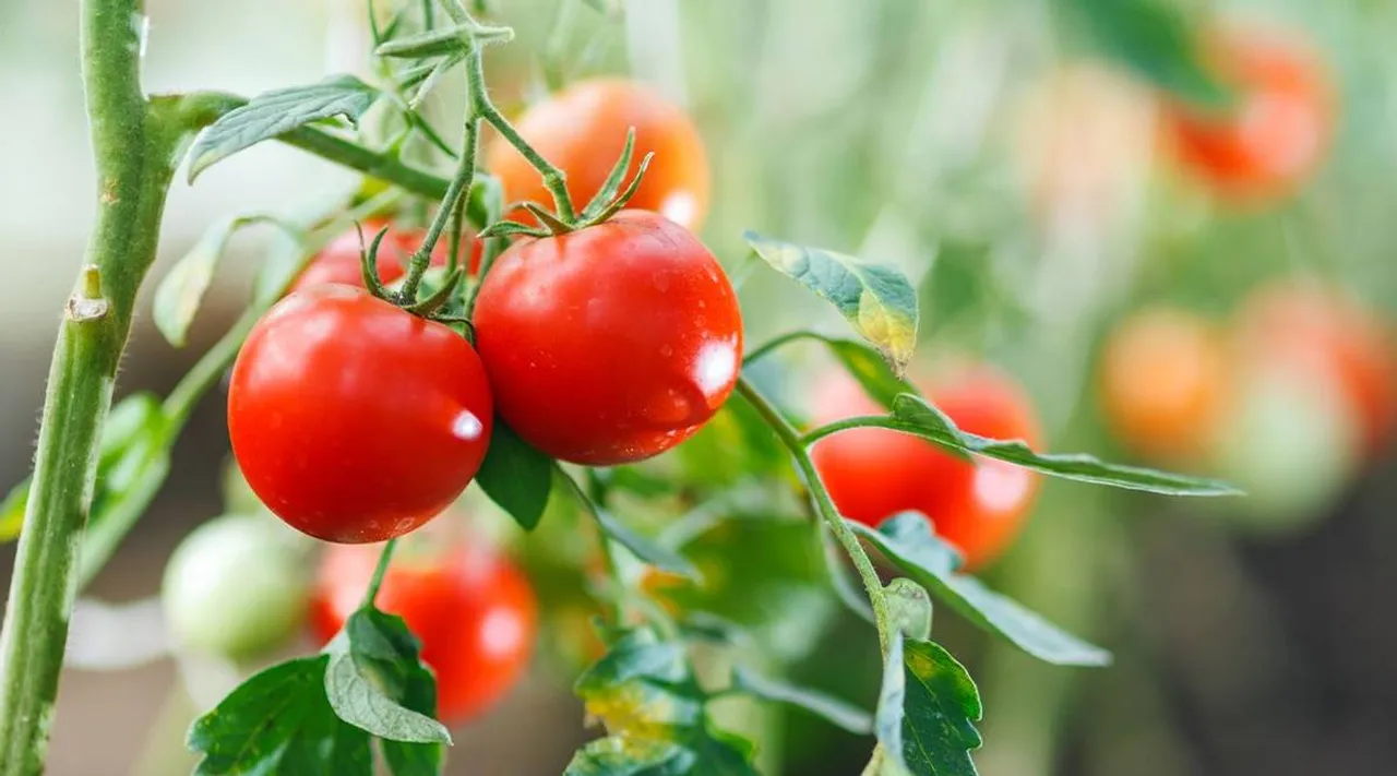 Tomato plant