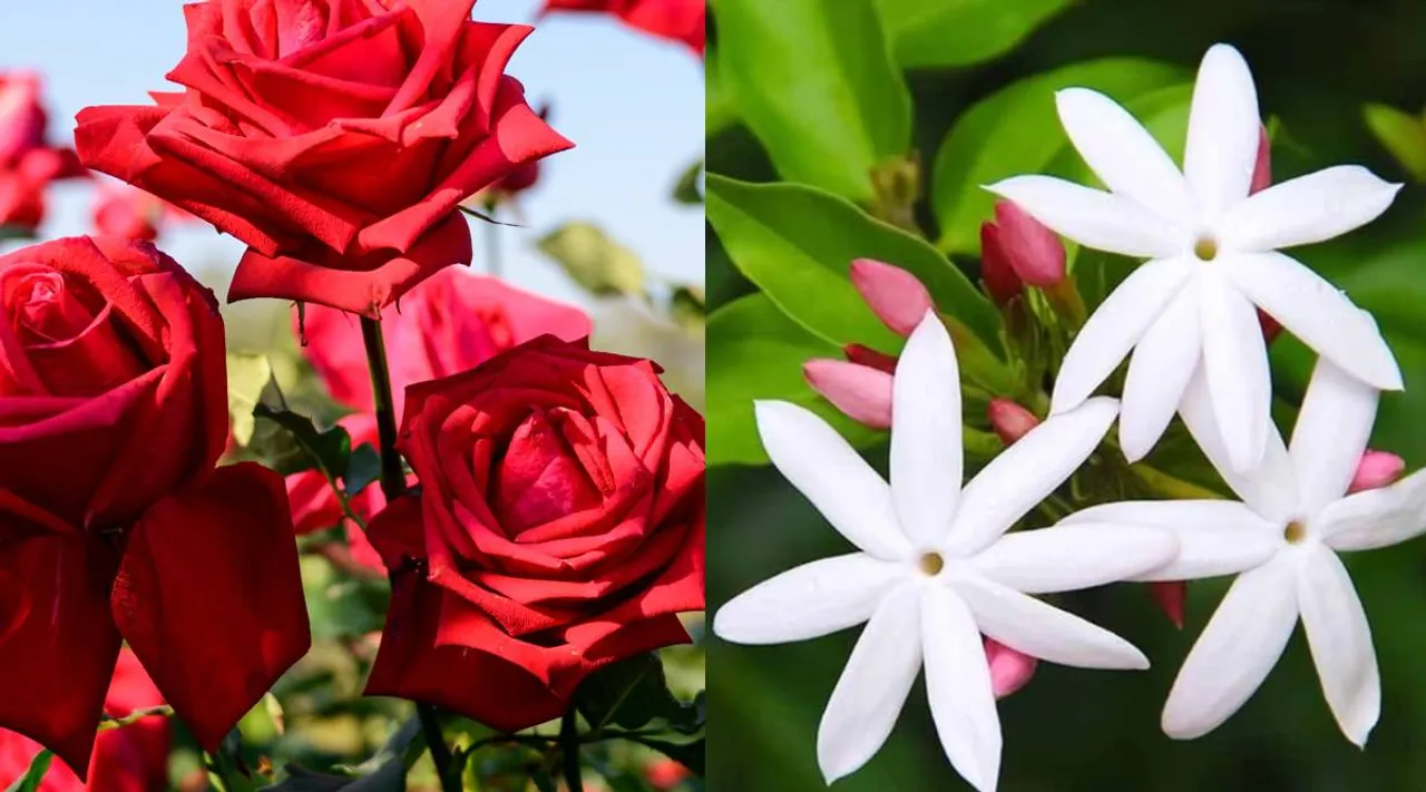 Jasmine and flower