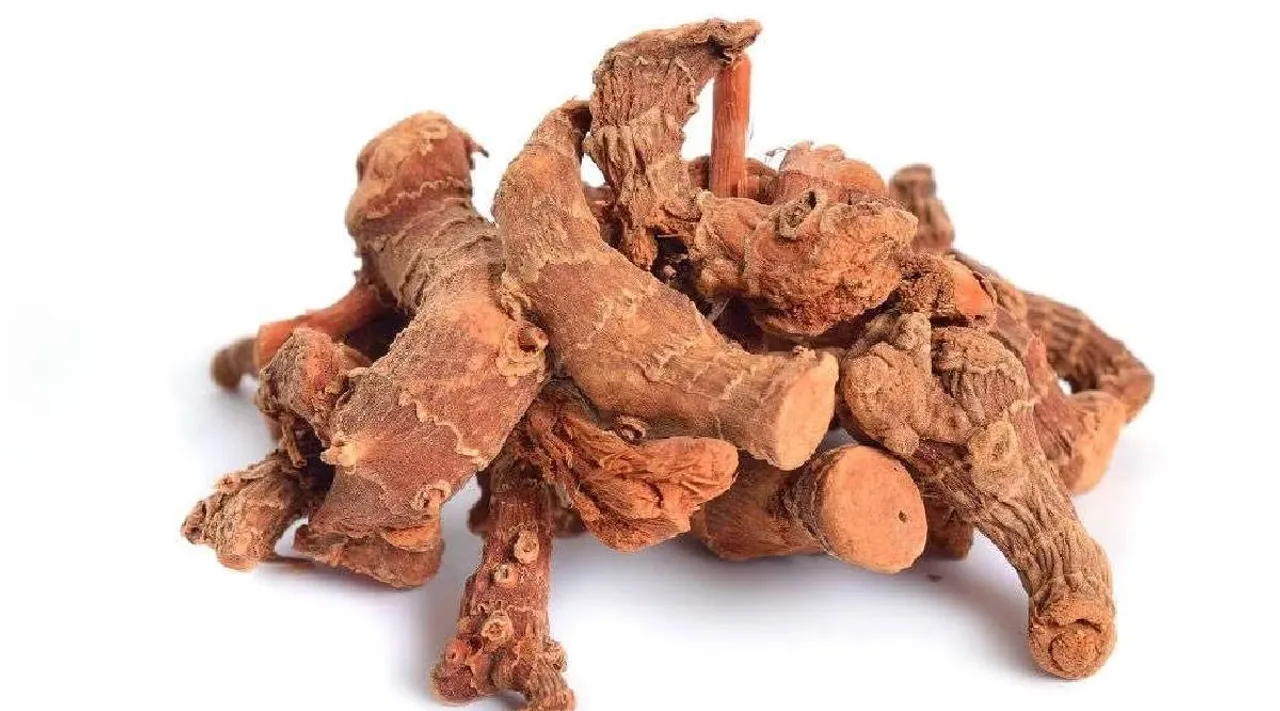 Alpinia officinarum