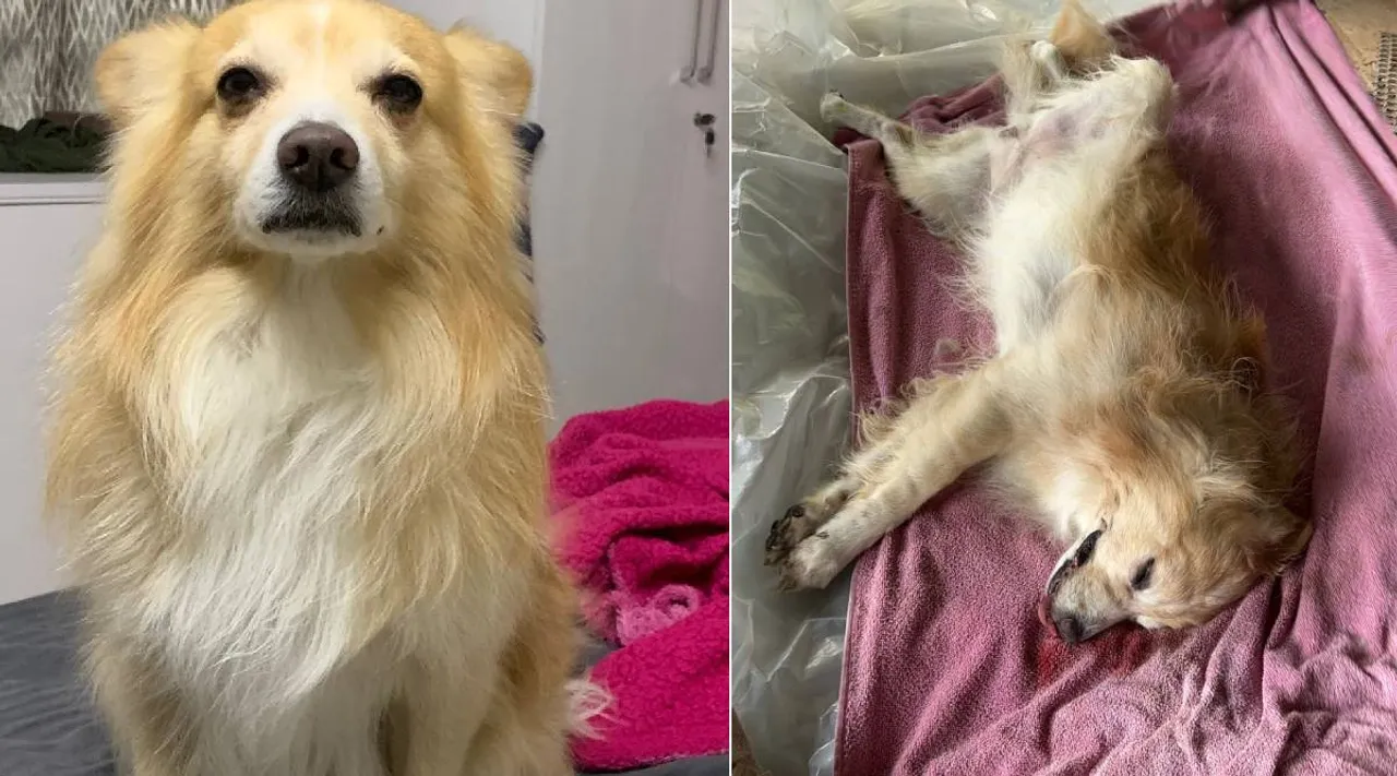 Cbe dog issue