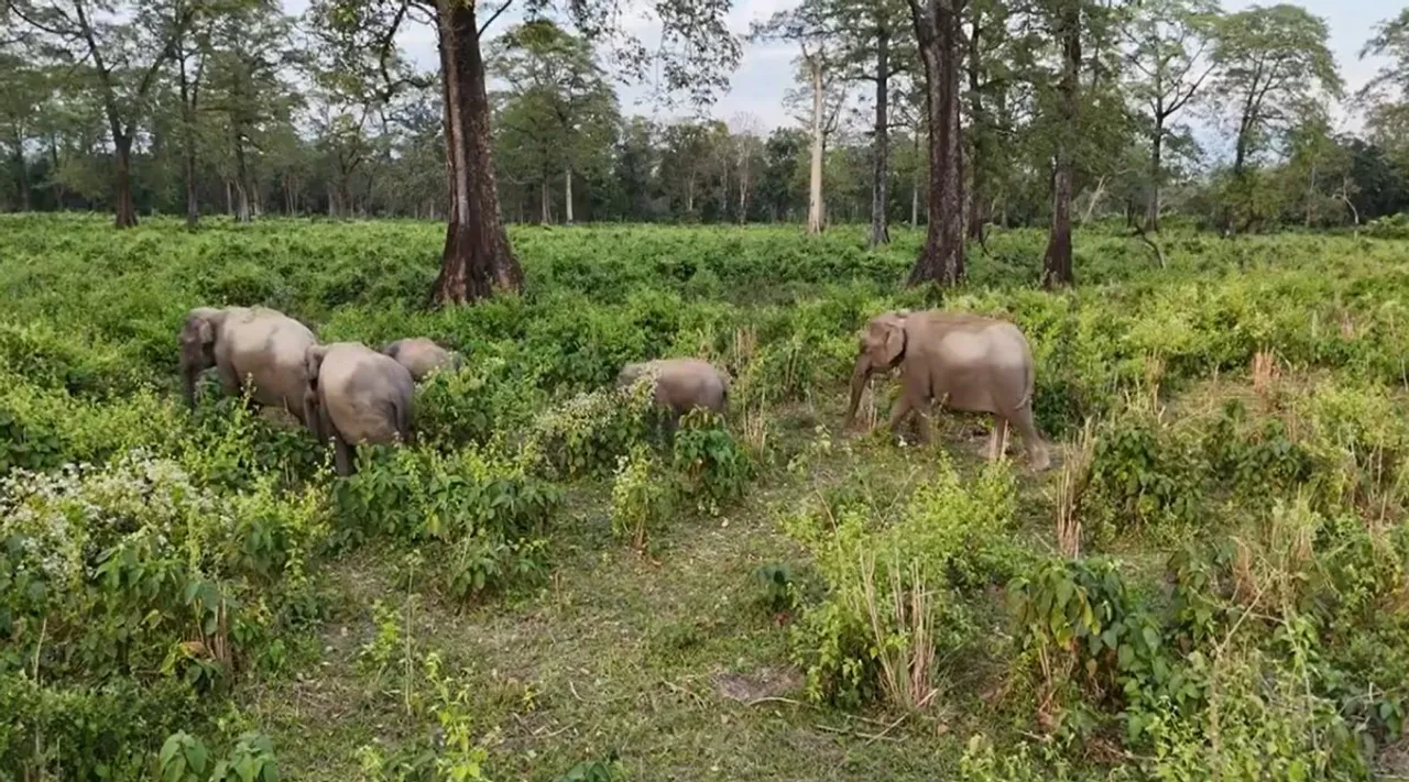 elephant gps