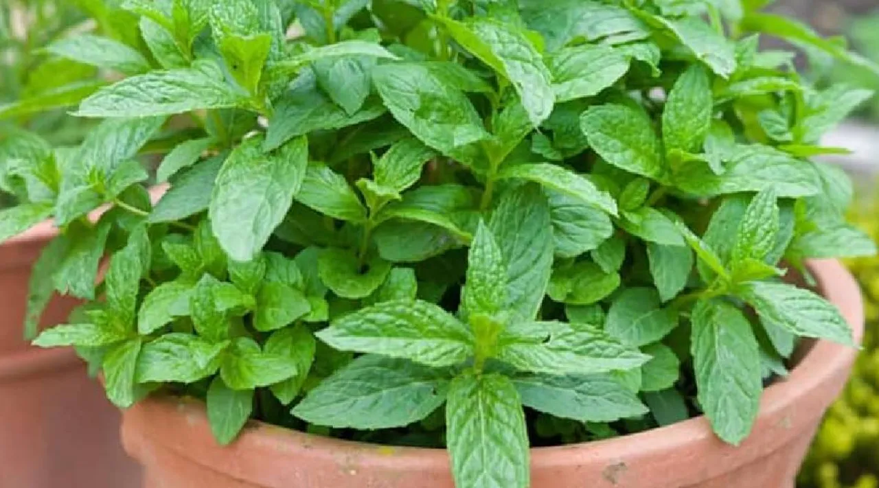 Mint leaves