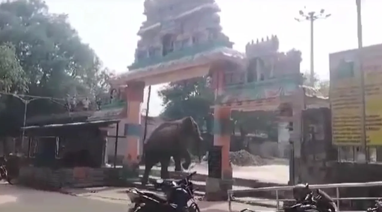 Elephant Video