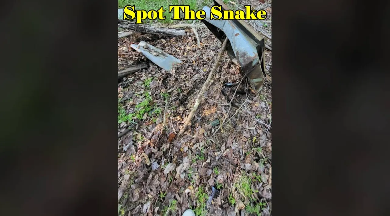 spot the snake dry grass