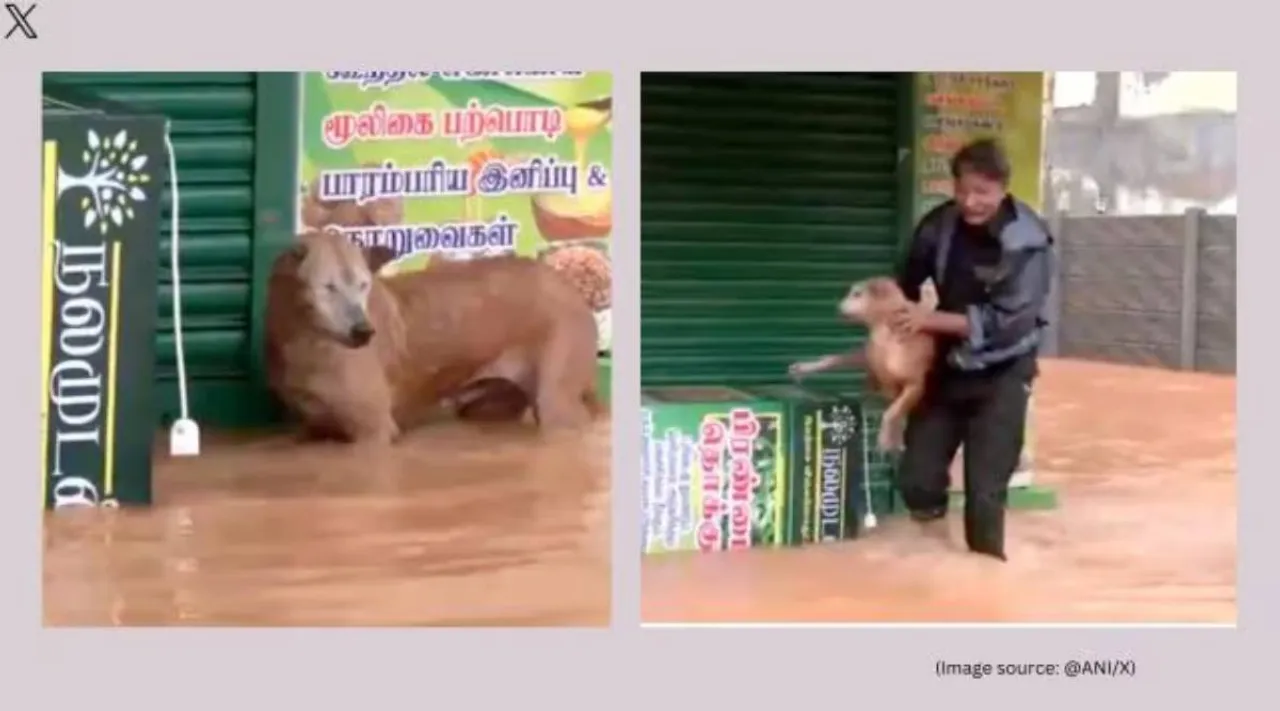 Cyclone Fengal dog rescue