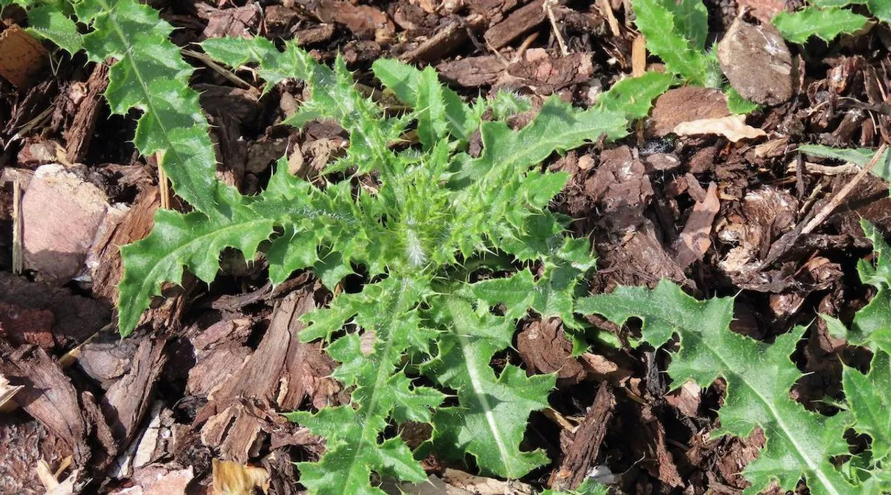 Herbicide