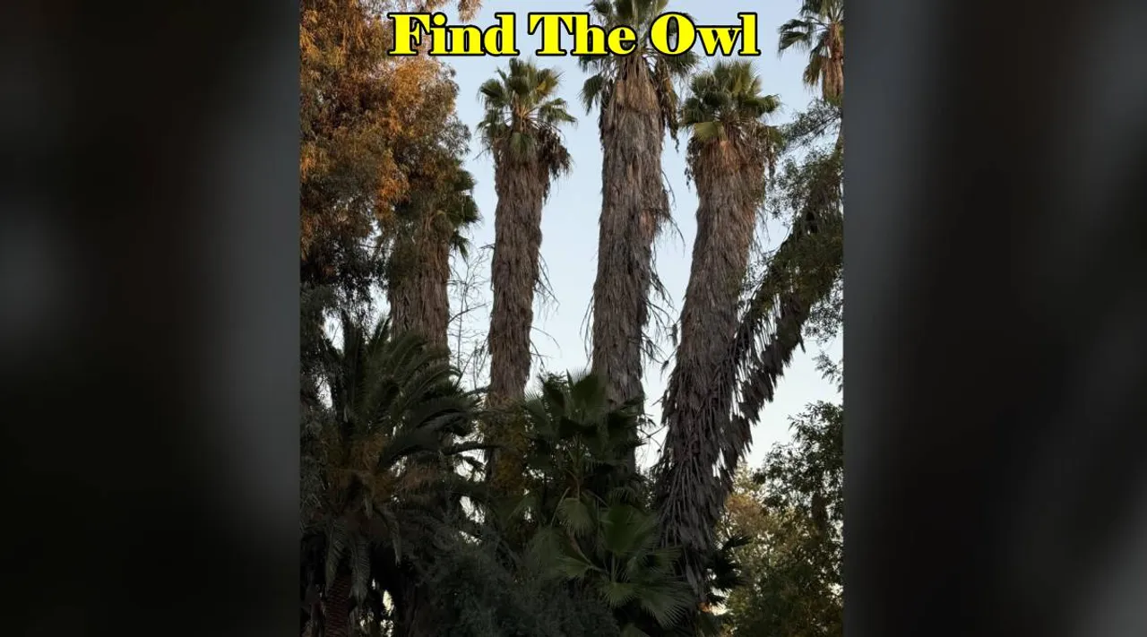 Owl