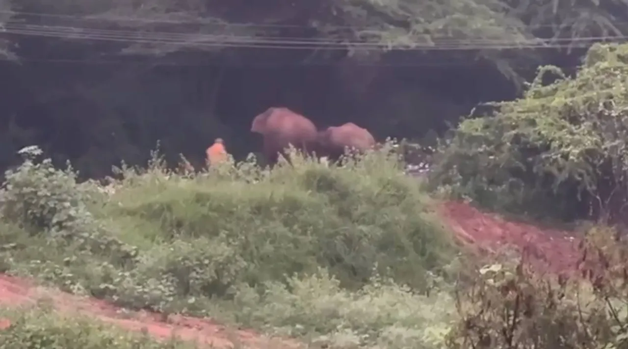 old man cross Elephant 