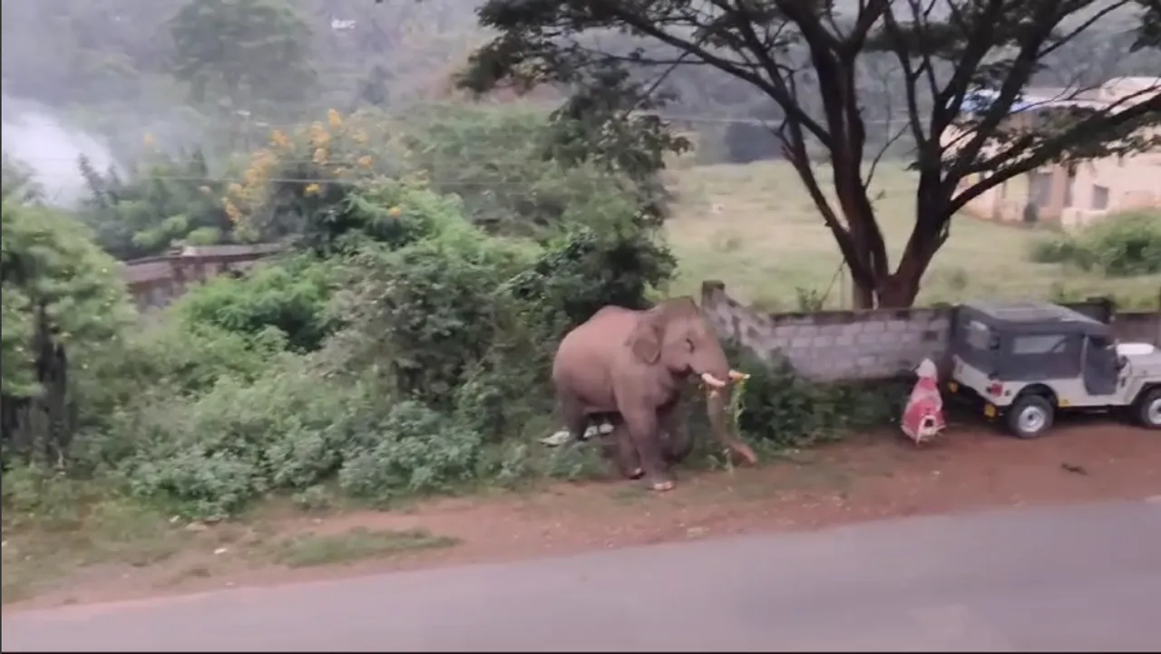 elephant