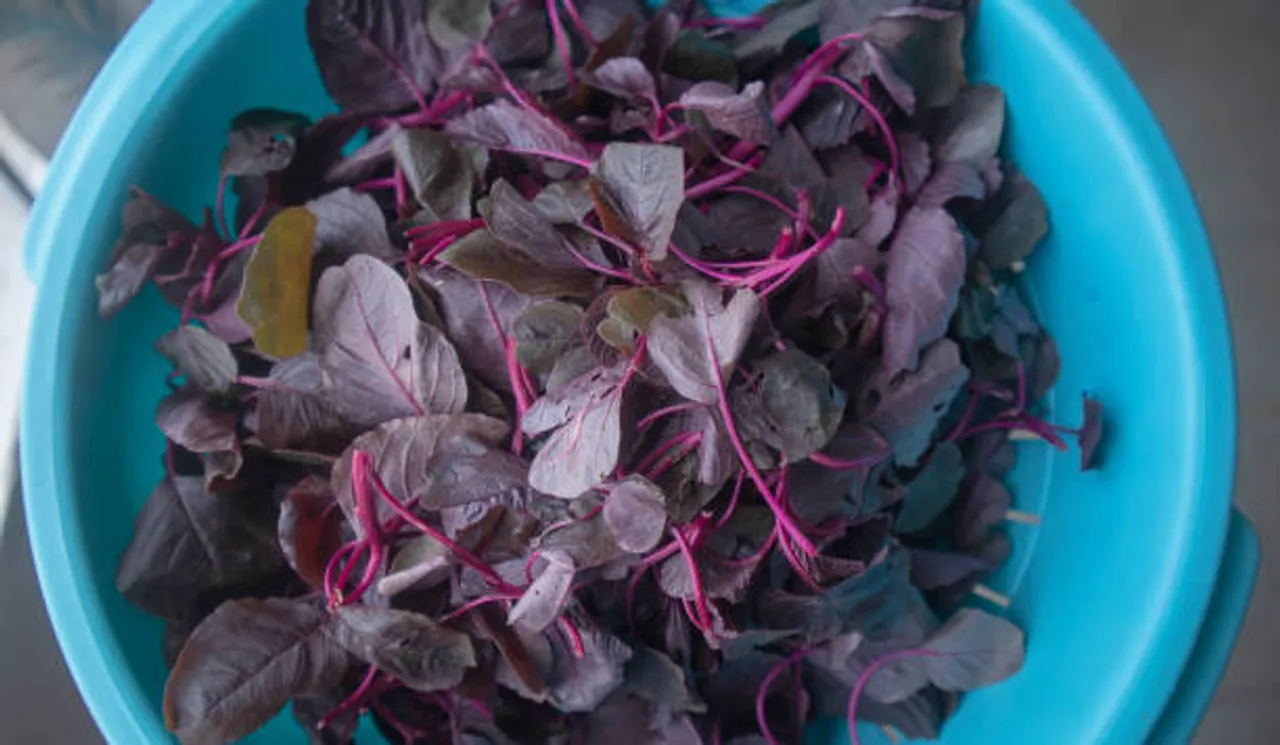 amaranth leaves