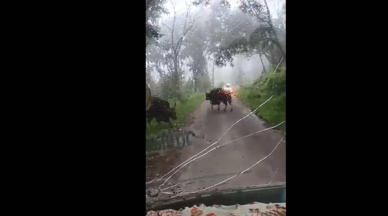 bison att