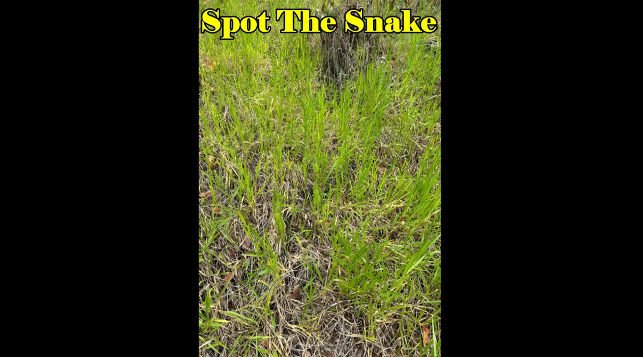 snake