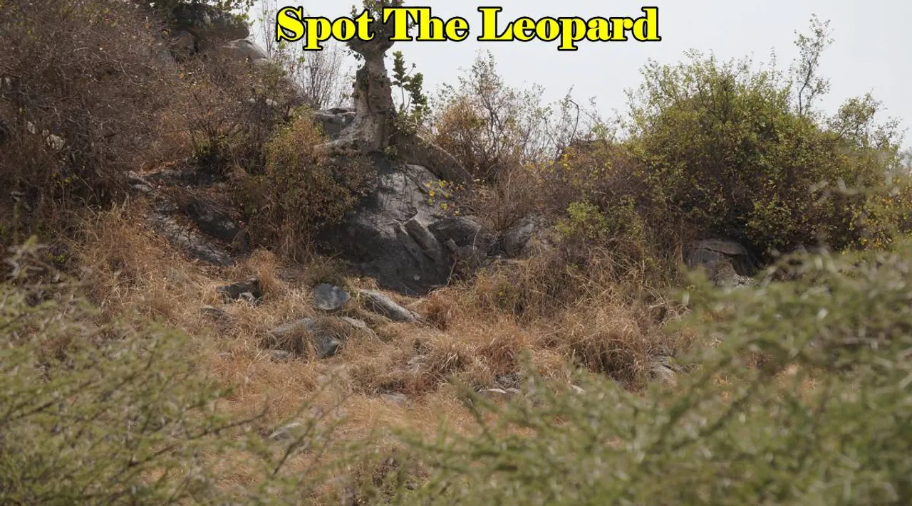 Leopard