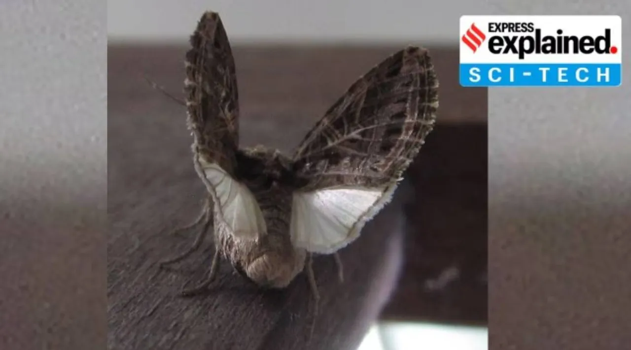 Moths