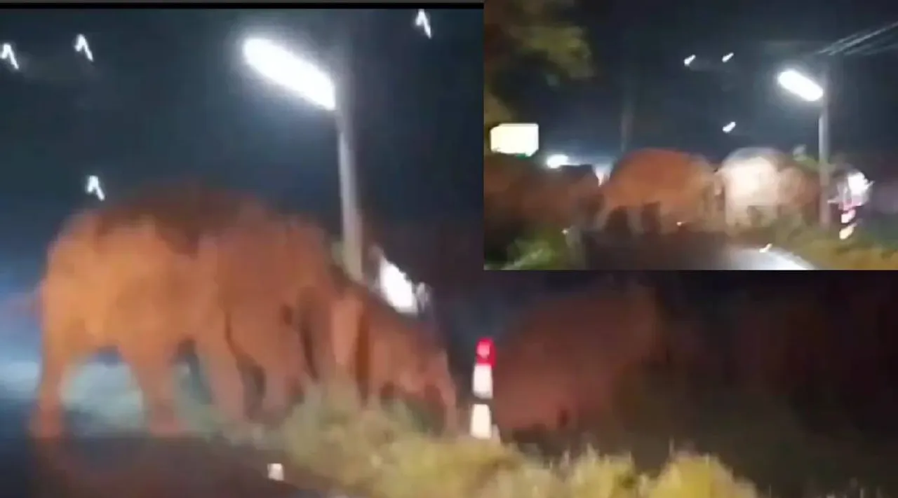 elephant    