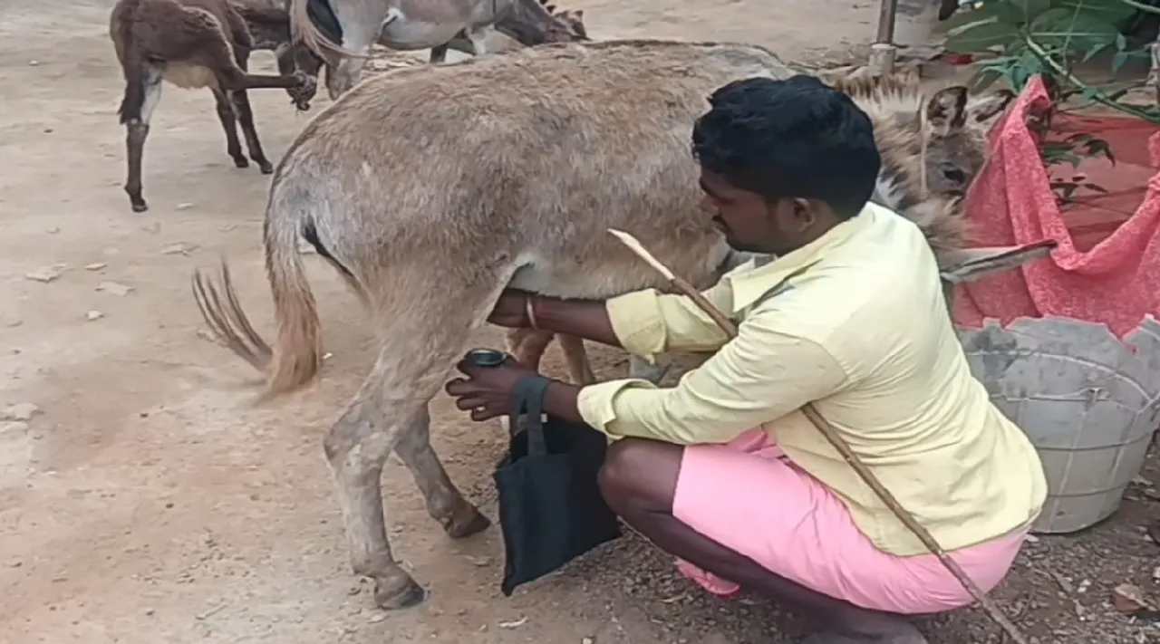 sivagangai dist manamadurai donkey milk sale and price Tamil News 