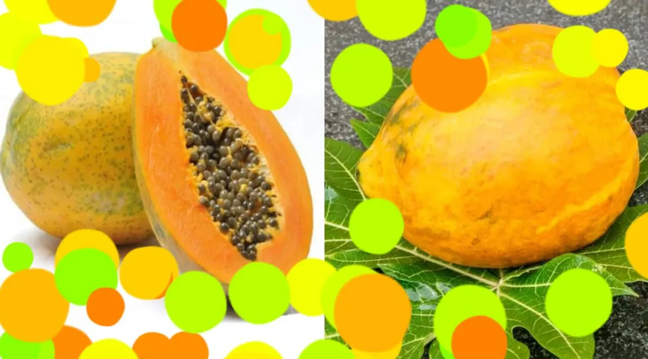 papaya xy