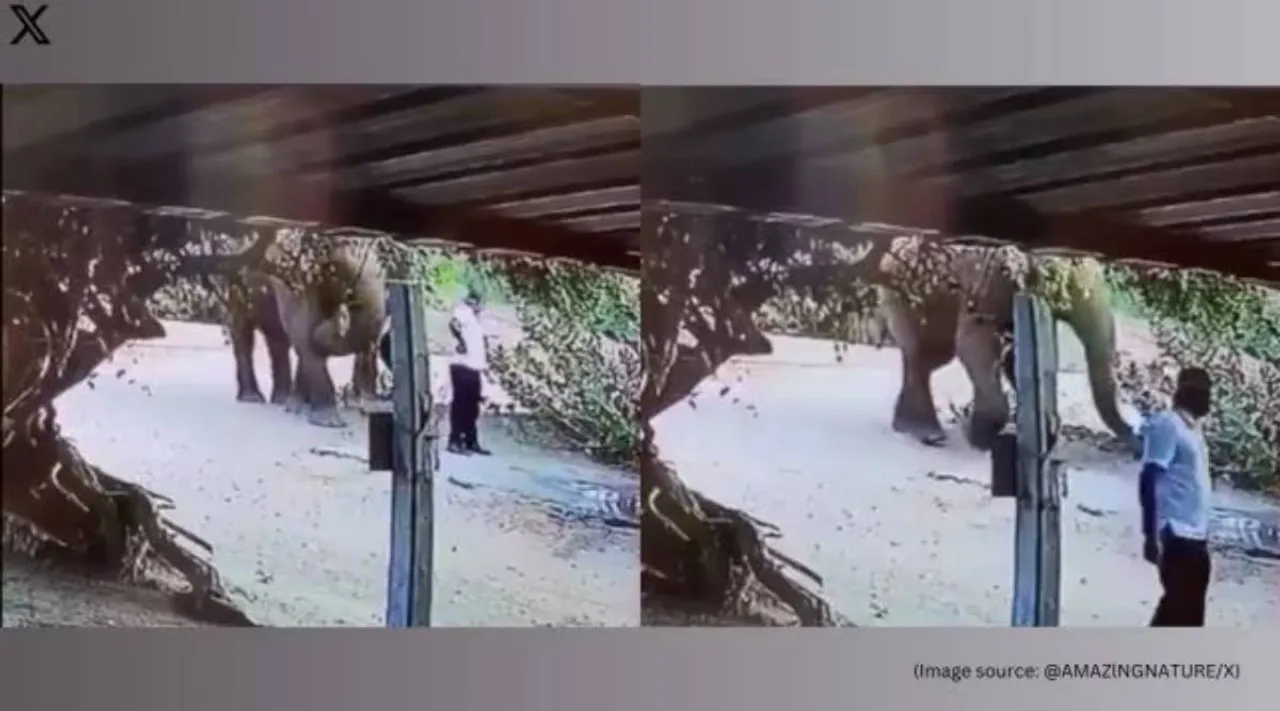 Elephant viral x