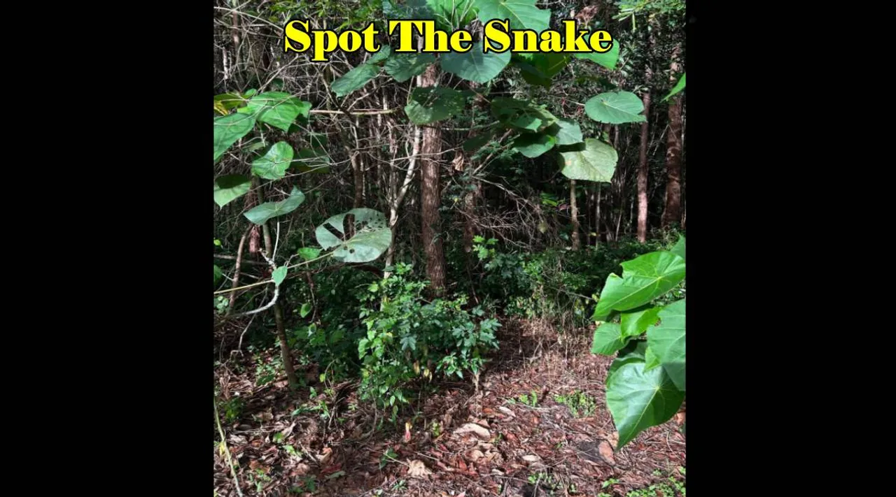 Snake can you find 3