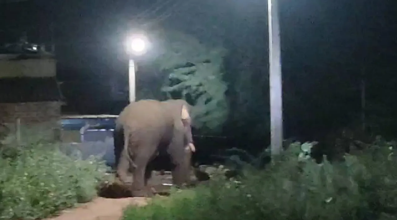 Cbe elephant