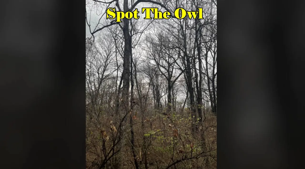 Spot The Owl 1x
