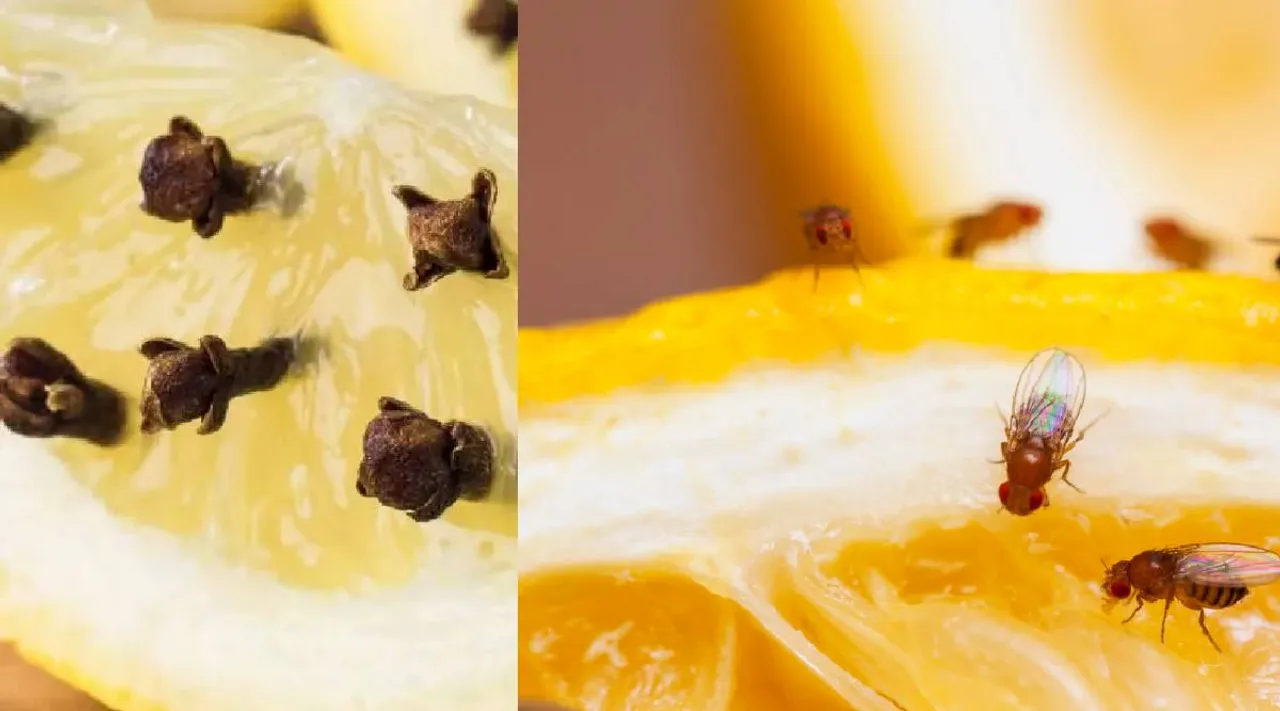 Fruit fly