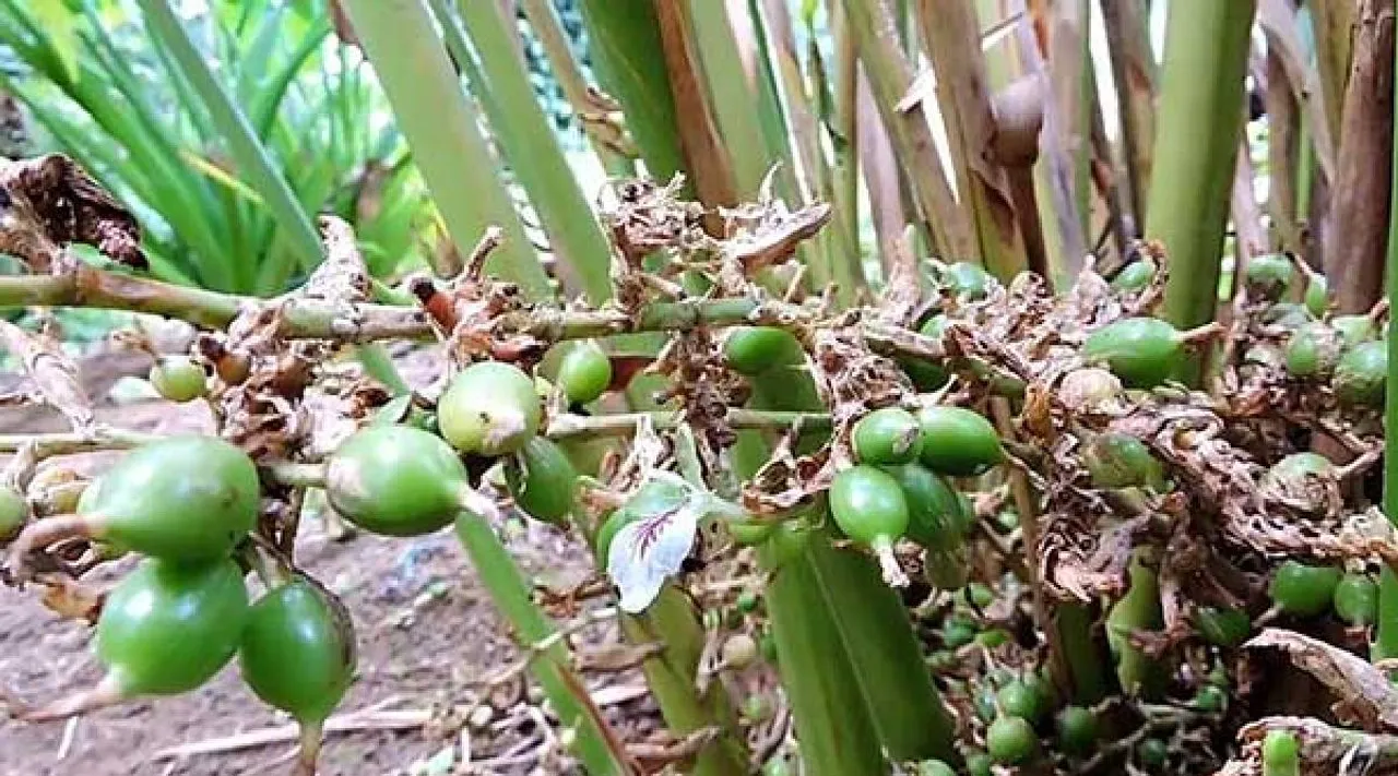 Cardamom
