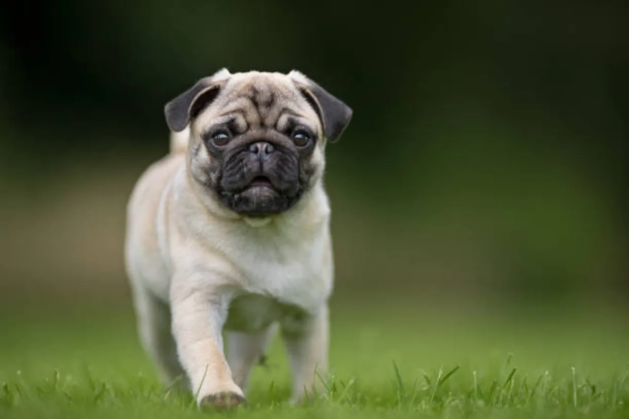 pug