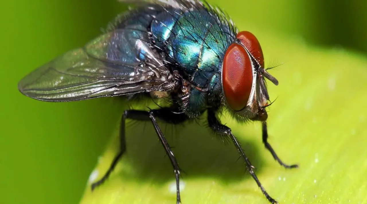 fly