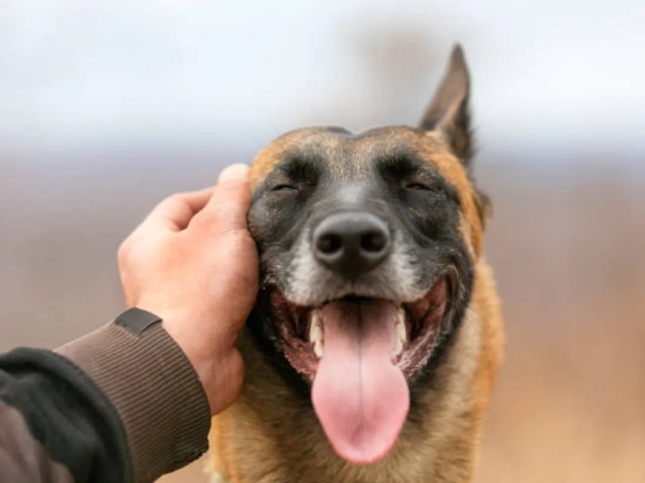 pet dogs