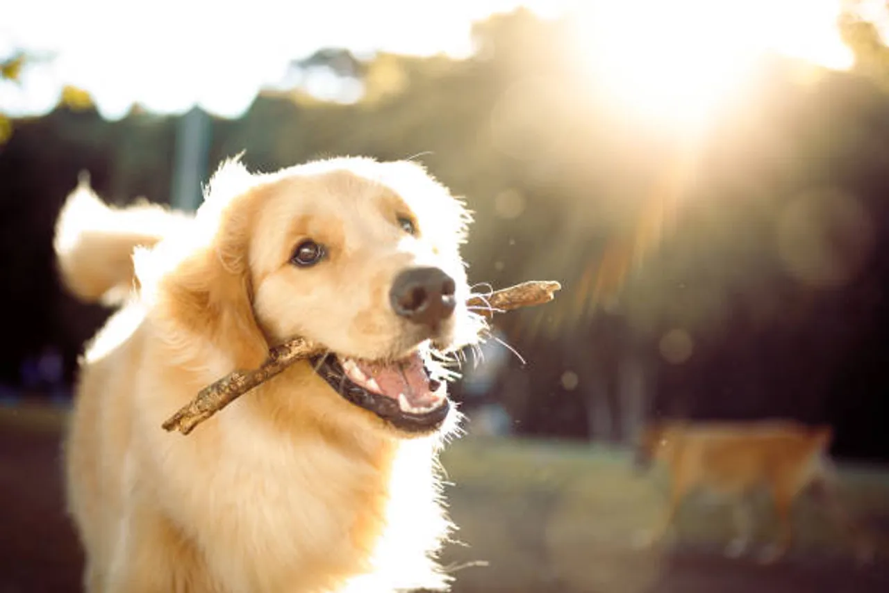 golden reteiver