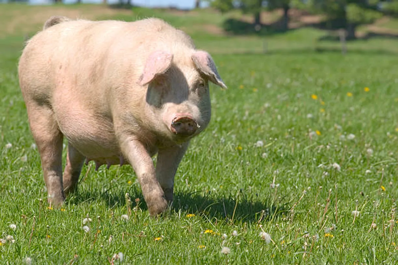 pig
