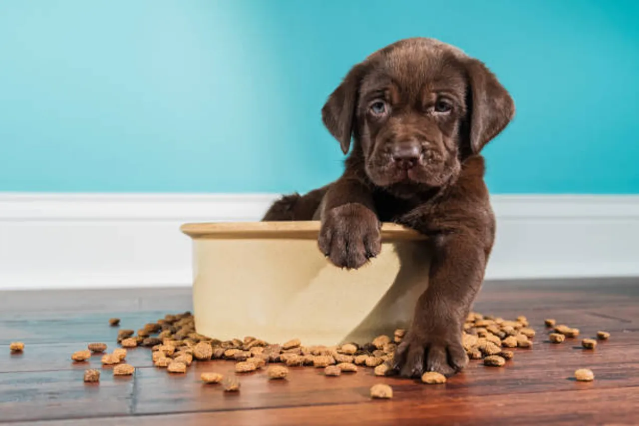 labrador