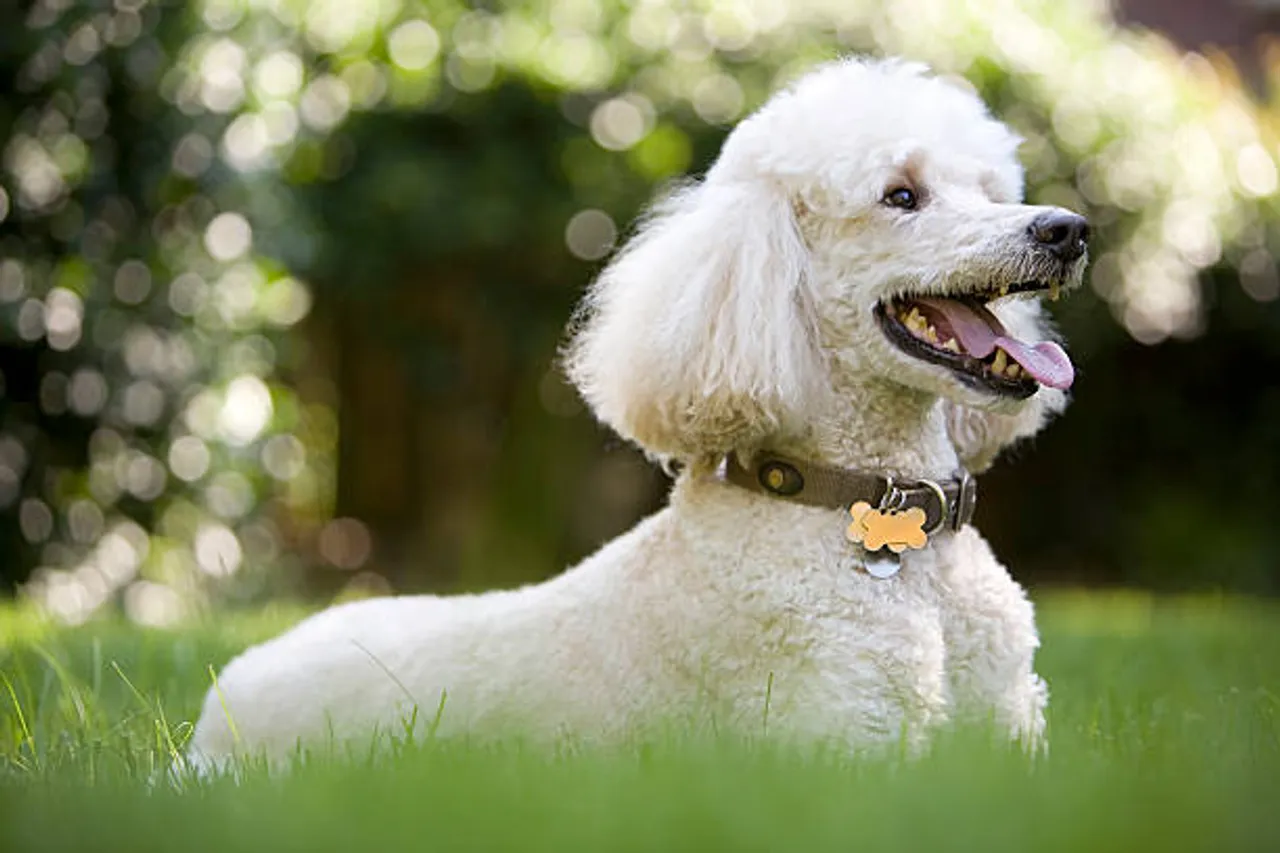 poodle\
