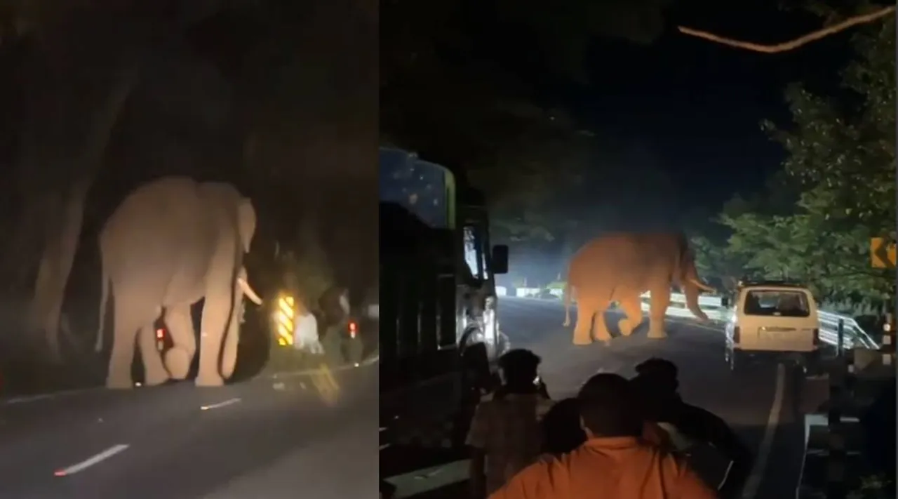 elephant