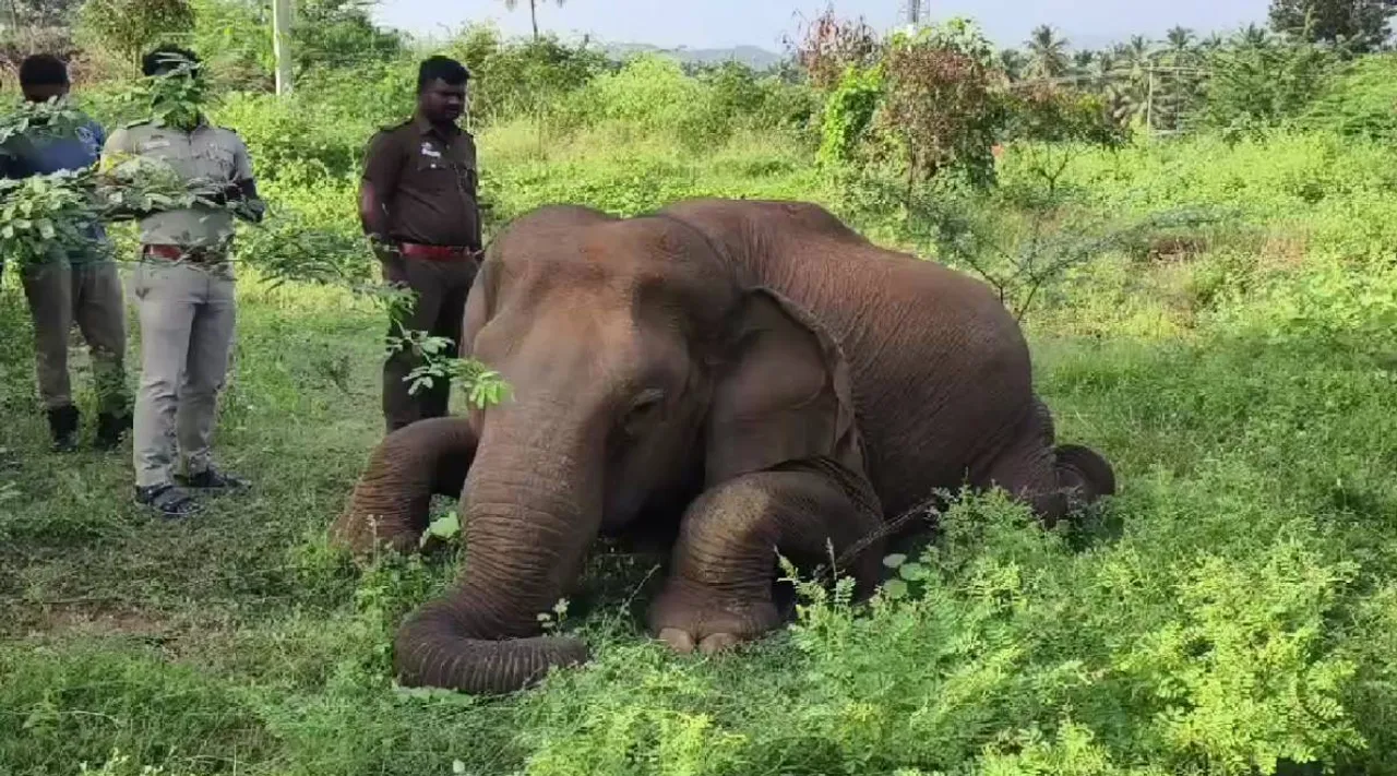 elephant death
