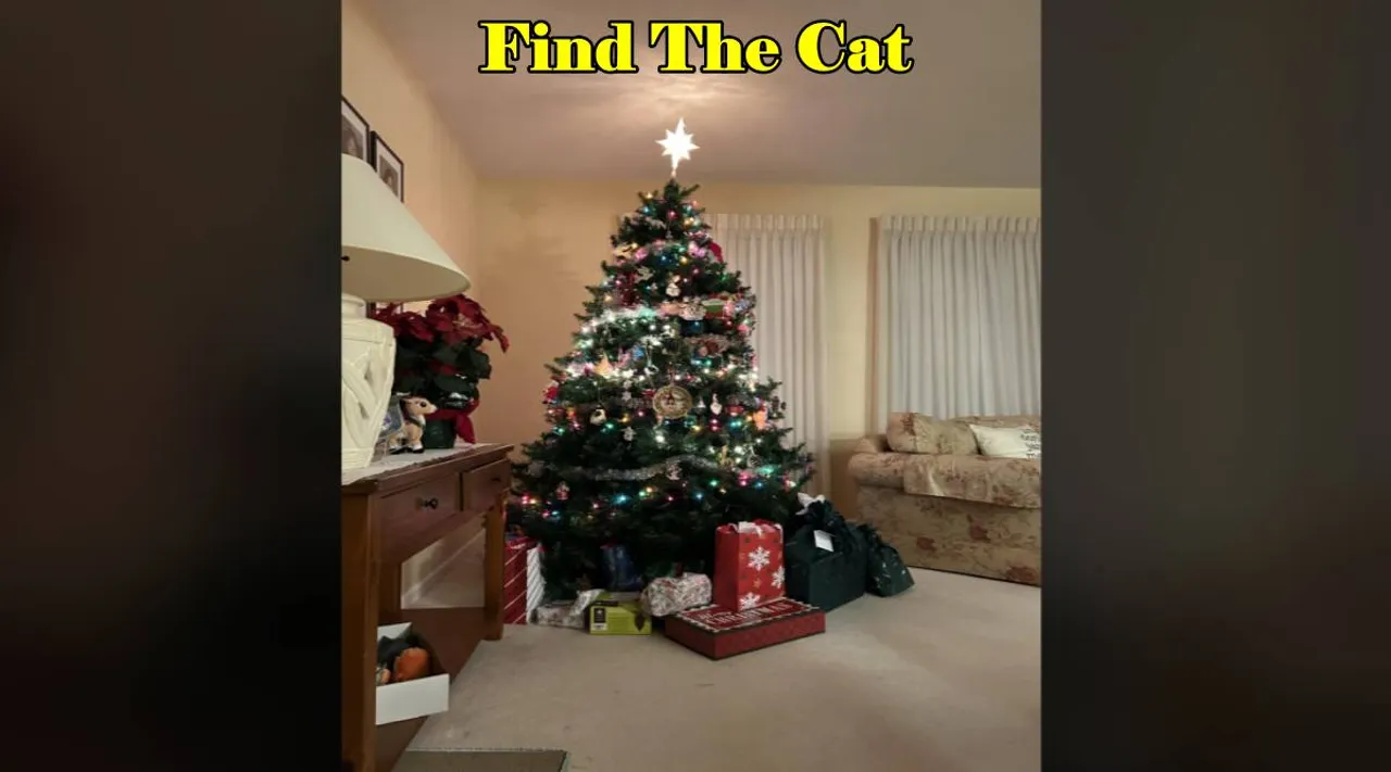 Find the cat 