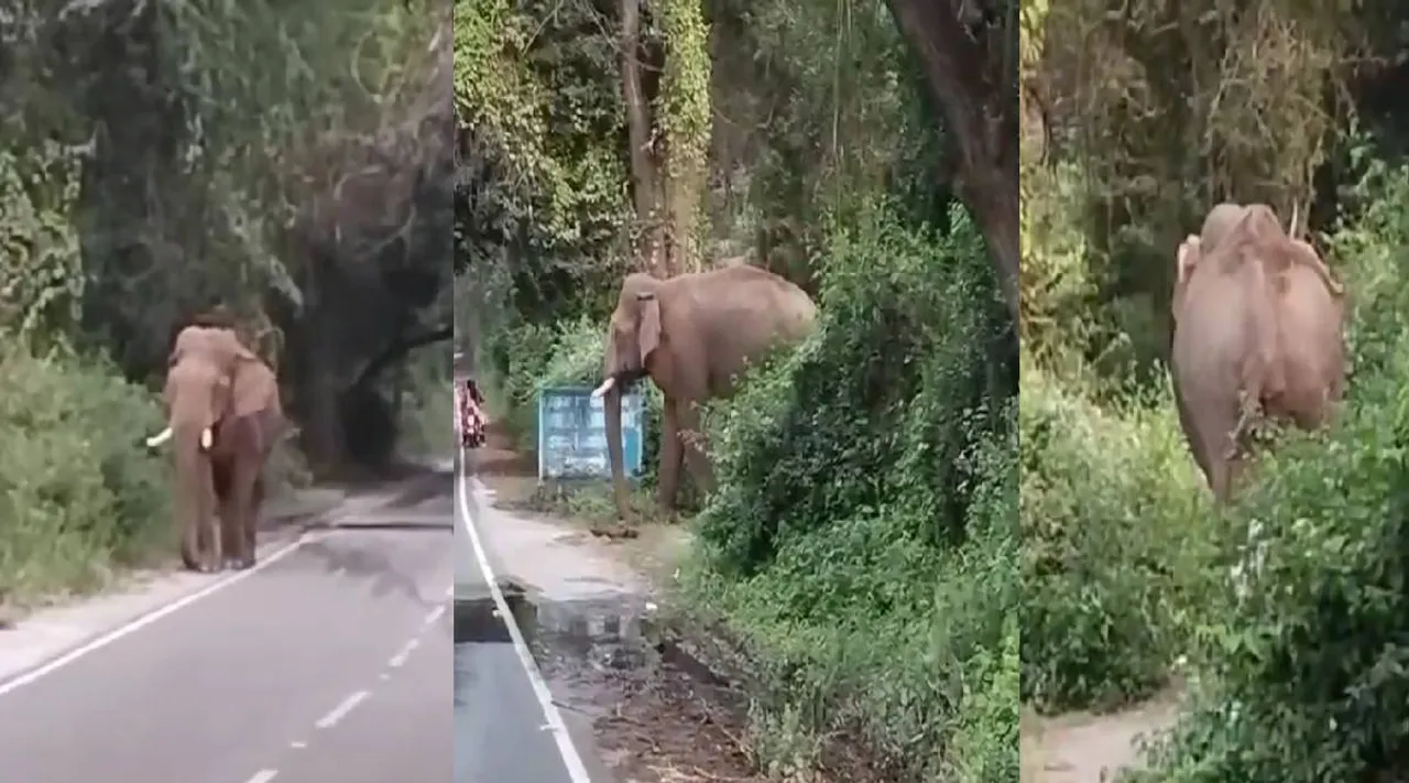 elephant