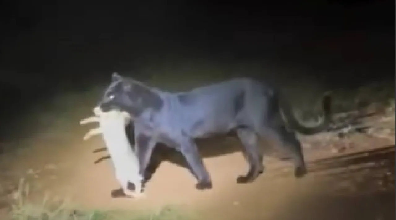 Black Panther
