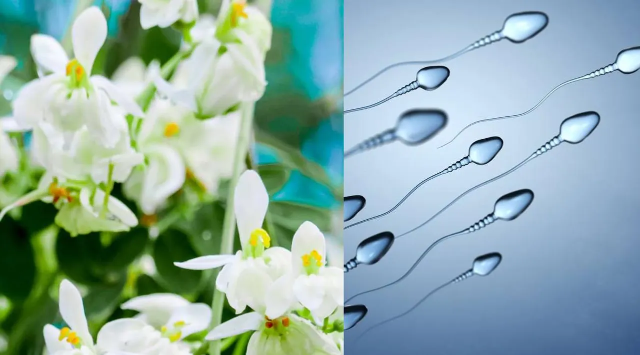 Sperm count