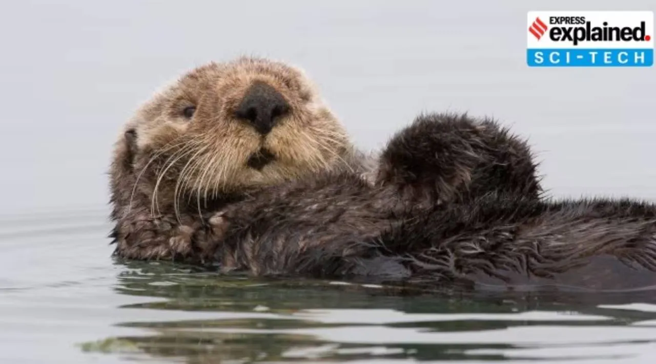 sea otters