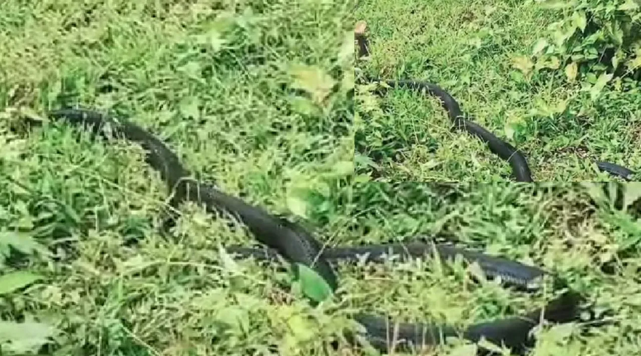கிங் கோப்ரா