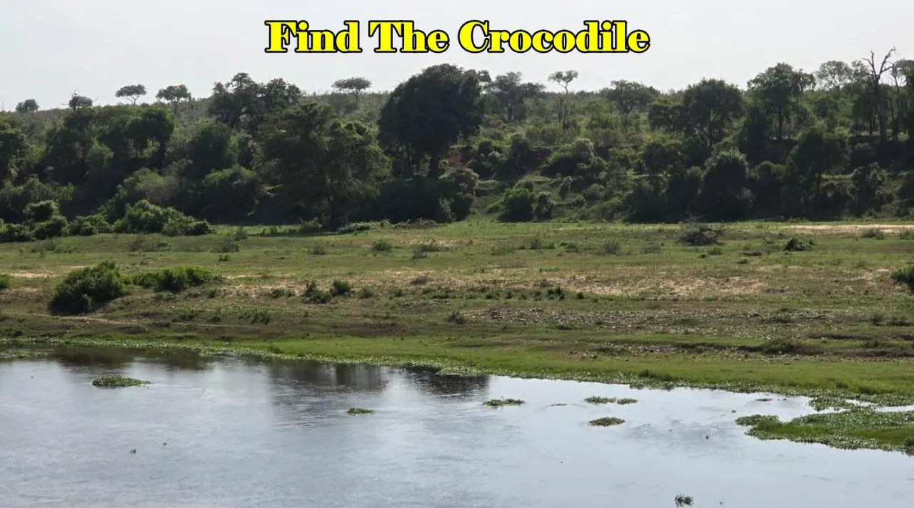 Crocodile 3